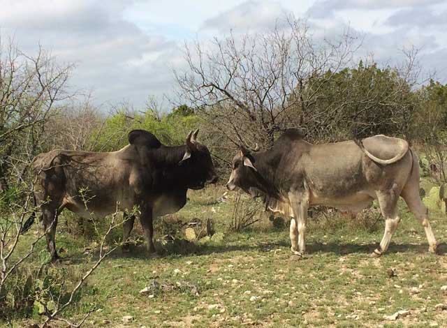 Ozona Chamber